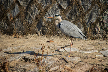 The gray heron has long legs and broad wings.