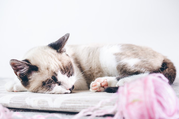Cute kitten sleeping tired of playing with pink hank 