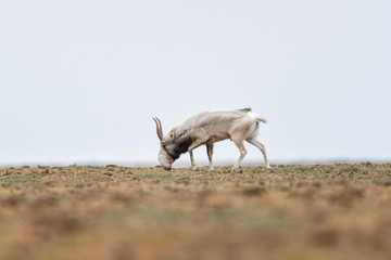 The appearance of a powerful male during the rut. Saiga tatarica is listed in the Red Book,...