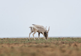 The appearance of a powerful male during the rut. Saiga tatarica is listed in the Red Book, Chyornye Zemli (Black Lands) Nature Reserve, Kalmykia region, Russia.