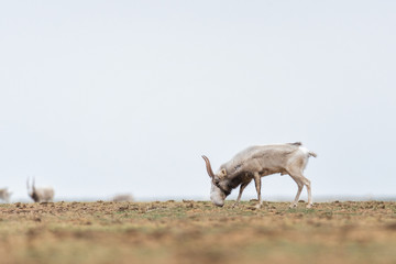 The appearance of a powerful male during the rut. Saiga tatarica is listed in the Red Book,...