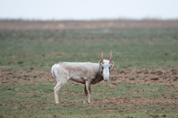 The appearance of a powerful male during the rut. Saiga tatarica is listed in the Red Book,...