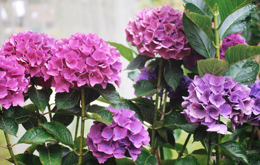 Obraz premium Hydrangea