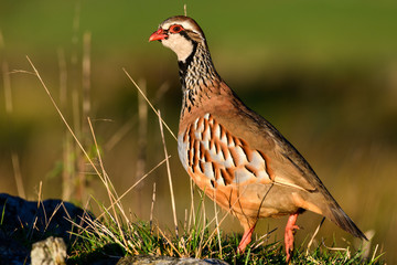Wild Red-legged Partridge in natural habitat of reeds and grasses on moorland in Yorkshire Dales, UK