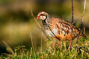 Wild Red-legged Partridge in natural habitat of reeds and grasses on moorland in Yorkshire Dales, UK