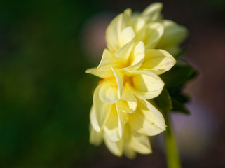 Fototapeta premium yellow Dahlia flower in summer in macro garden