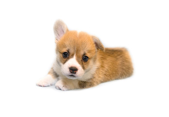 puppy on a white background, corgi pembroke