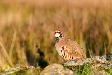 Wild Red-legged Partridge in natural habitat of reeds and grasses on moorland in Yorkshire Dales, UK