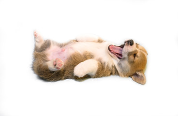 puppy on a white background, corgi pembroke