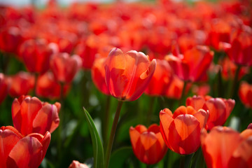 Tons of red tulip flower during a day time in Spring season in Japan.