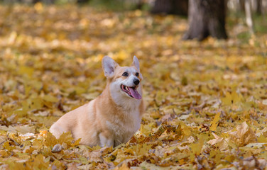 little dog, puppy, in the autumn forest on yellow foliage