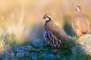 Wild Red-legged Partridge in natural habitat of reeds and grasses on moorland in Yorkshire Dales, UK