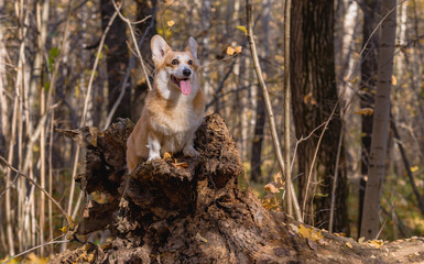 little dog, puppy, in the autumn forest on yellow foliage