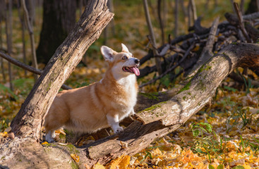 Fototapeta premium little dog, puppy, in the autumn forest on yellow foliage