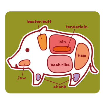 食物図解/猪肉の部位（英語）