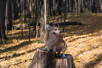 Fototapeta premium little dog, puppy, in the autumn forest on yellow foliage