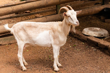 Obraz na płótnie Canvas Little Goat on the farm