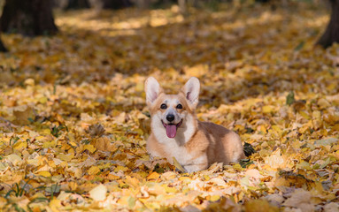 little dog, puppy, in the autumn forest on yellow foliage