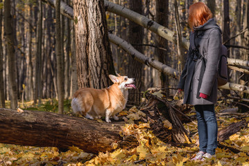 little dog, puppy, in the autumn forest on yellow foliage