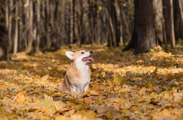 little dog, puppy, in the autumn forest on yellow foliage