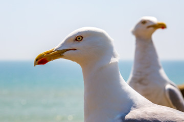 Fototapeta premium A close up of a seagull at the coast, with a shallow depth of field