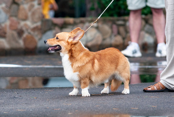welsh corgi pembroke at an exhibition