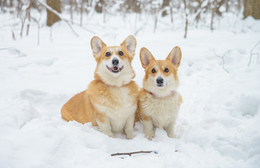 two small dogs in the winter forest, welsh corgi pembroke