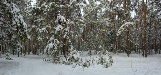 Forest in winter