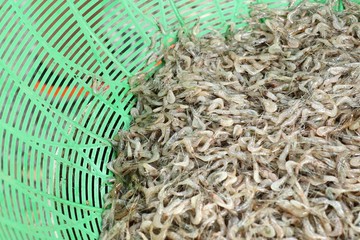 small fresh water prawn
