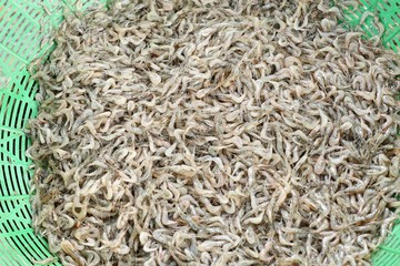 small fresh water prawn