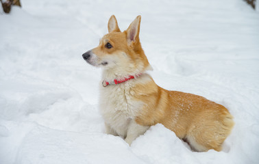two small dogs in the winter forest, welsh corgi pembroke