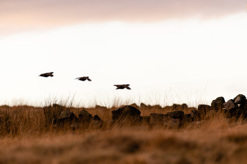 Wild Red-legged Partridge in natural habitat of reeds and grasses on moorland in Yorkshire Dales, UK