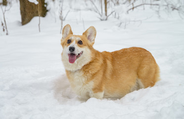 two small dogs in the winter forest, welsh corgi pembroke