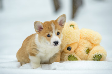 two small dogs in the winter forest, welsh corgi pembroke