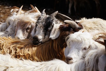 Cattle, sheep, goat and cow trading at traditional animal trading market at Kashgar, Xinjiang, China - 240628285