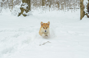 two small dogs in the winter forest, welsh corgi pembroke