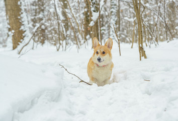 two small dogs in the winter forest, welsh corgi pembroke