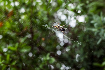 The spider climbs on the web. Shallow depth of field