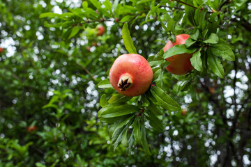 Delicious pomegranate fruit on a green leafs background. Unripe big garnets hanging on branch. Immature, fresh yields. Croatia - Image