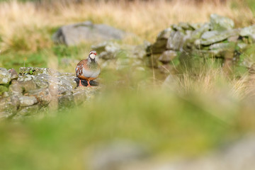 Wild Red-legged Partridge in natural habitat of reeds and grasses on moorland in Yorkshire Dales, UK