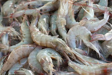 fresh shrimp at street food