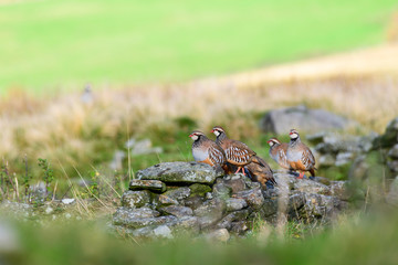 Wild Red-legged Partridge in natural habitat of reeds and grasses on moorland in Yorkshire Dales, UK