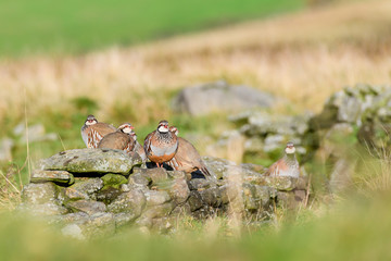 Wild Red-legged Partridge in natural habitat of reeds and grasses on moorland in Yorkshire Dales, UK