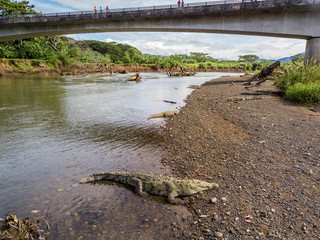 Aerial view of the crocodiles in the Tarcoles river in Costa Rica