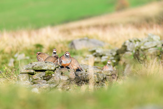 Wild Red-legged Partridge in natural habitat of reeds and grasses on moorland in Yorkshire Dales, UK