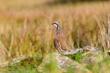 Wild Red-legged Partridge in natural habitat of reeds and grasses on moorland in Yorkshire Dales, UK