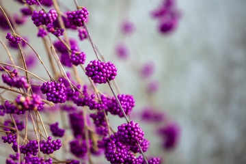 Bodinier's beautyberry, callicarpa bodinieri 