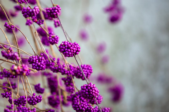 Bodinier's beautyberry, callicarpa bodinieri 