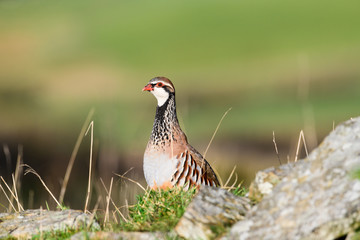 Wild Red-legged Partridge in natural habitat of reeds and grasses on moorland in Yorkshire Dales, UK