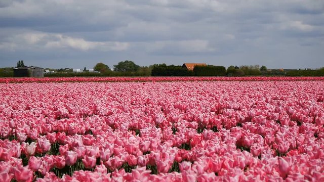 Pink tulips. Defocus. long shot